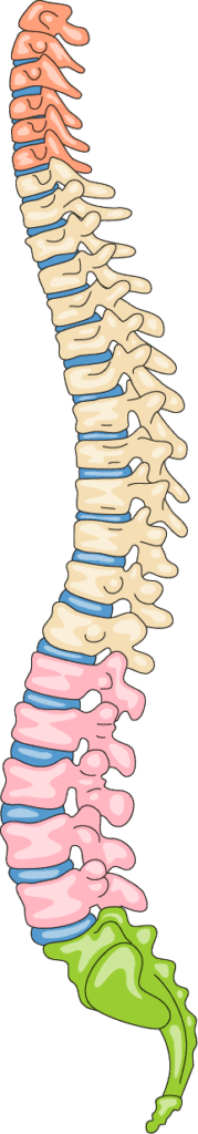 Illustration of the human spine showing different regions including the cervical, thoracic, lumbar, sacral, and coccygeal sections.