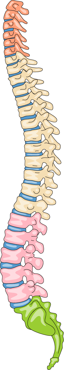 Illustration of the human spine showing different regions including the cervical, thoracic, lumbar, sacral, and coccygeal sections.